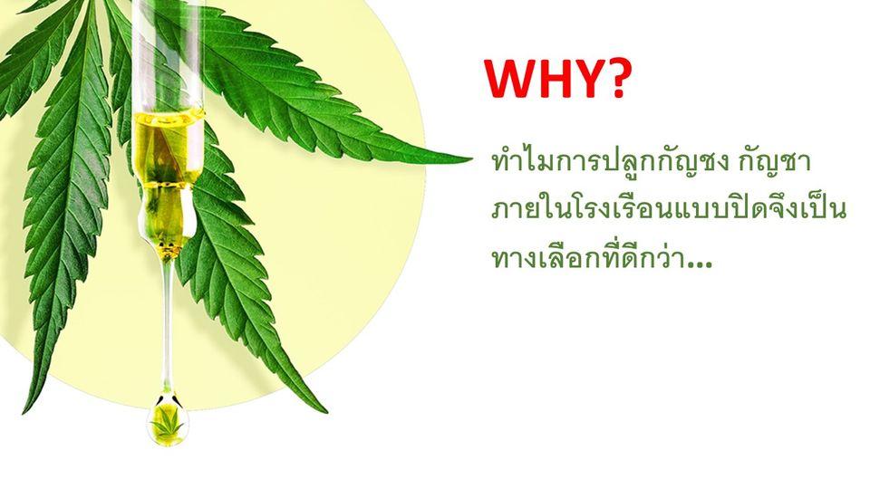 ทำไมการปลูกพืชกัญชาภายในโรงเรือนแบบปิดจึงเป็นทางเลือกที่ดีกว่า post thumbnail