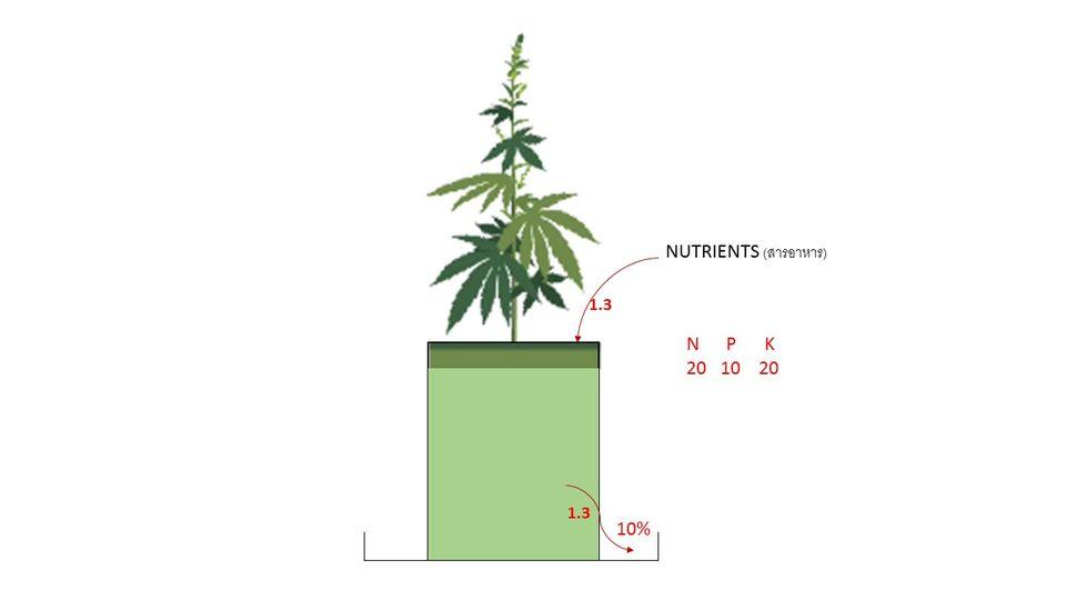สารอาหารสำหรับพืชกัญชา  (NUTRIENTS FOR CANNABIS) post thumbnail