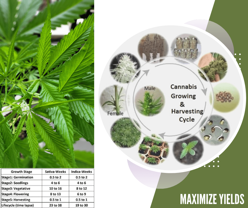วัฏจักรของพืชกัญชง กัญชา (Cannabis) post thumbnail