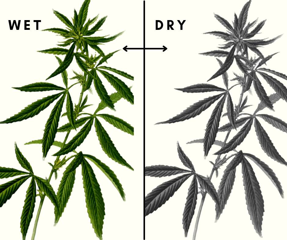 การให้น้ำพืชกัญชา (Watering Cannabis) post thumbnail